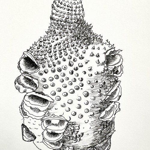 Banksia grandis