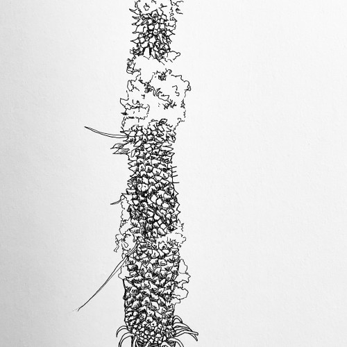 Bull Banksia Candle