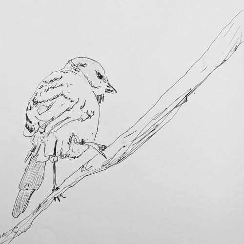 Perched in Stillness