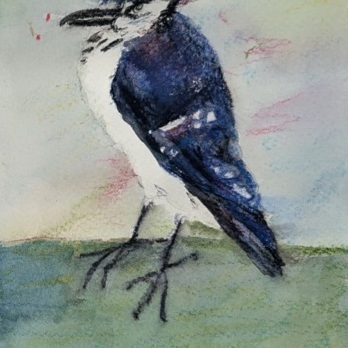 Blue Jay Watch