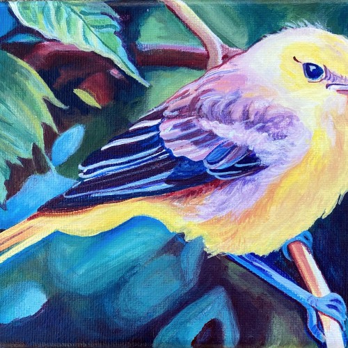 Lady Oriole