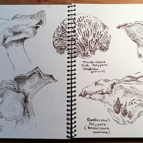 Polypore Sketch Pages