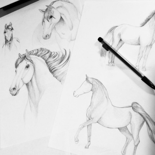 Horses sketches