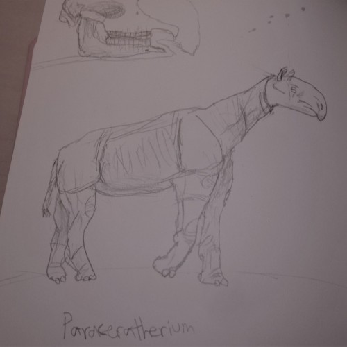 Paraceratherium