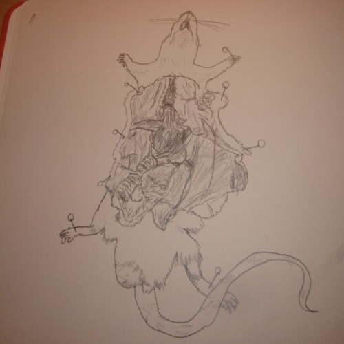 Rat anatomy