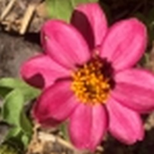 Nadine